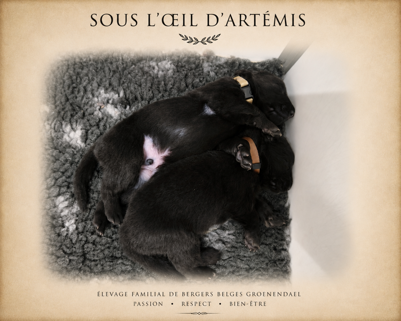 Sous L’Oeil D'Artémis - Berger Belge - Portée née le 01/06/2026