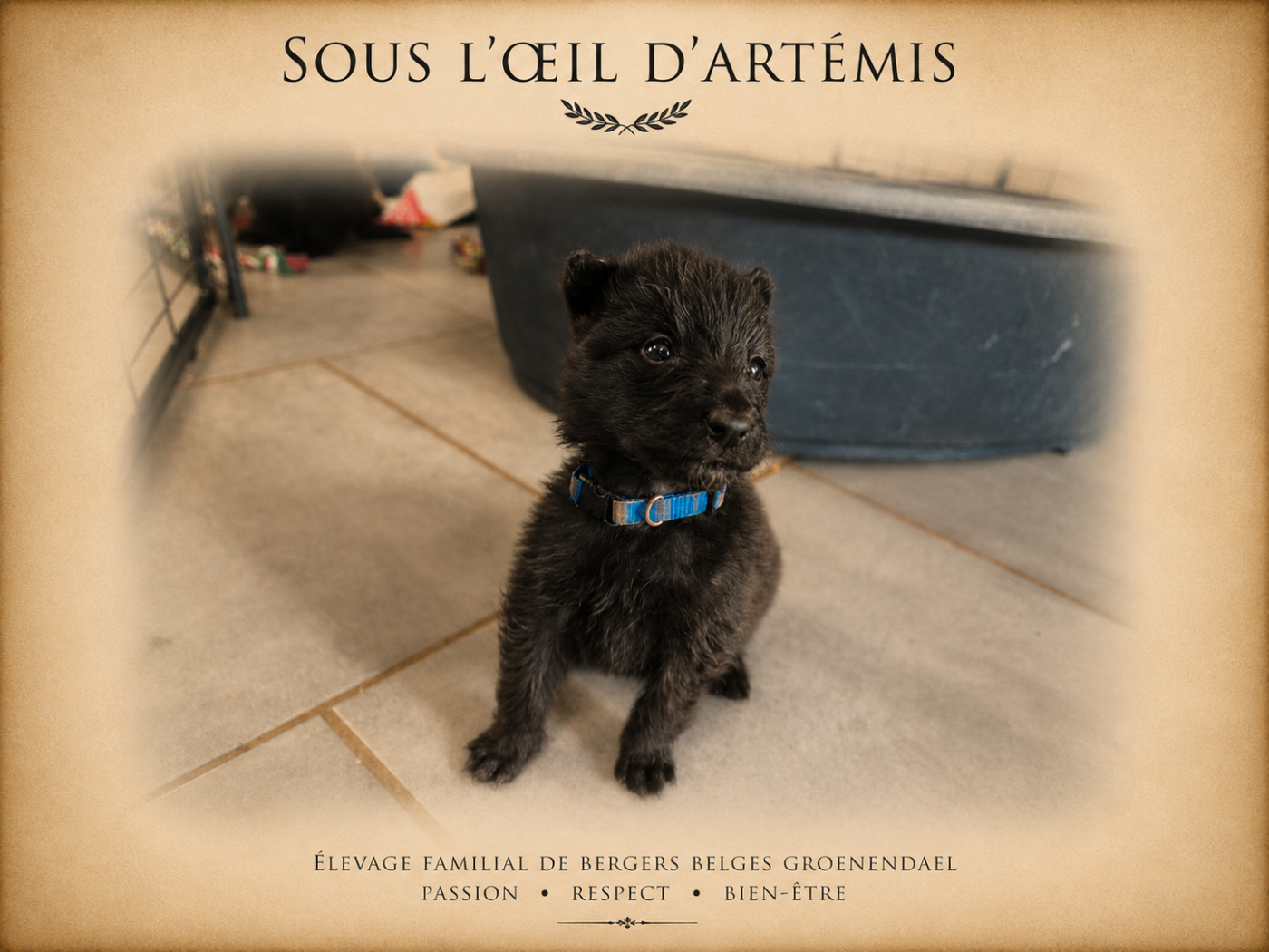 Sous L’Oeil D'Artémis - Chiots disponibles - Berger Belge